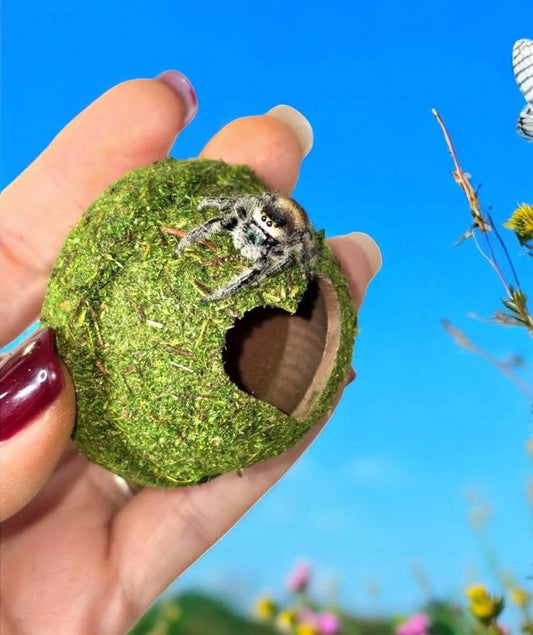 Moss Heart Dome Hide for Jumping Spider | Jumping Spider Enclosure Decor