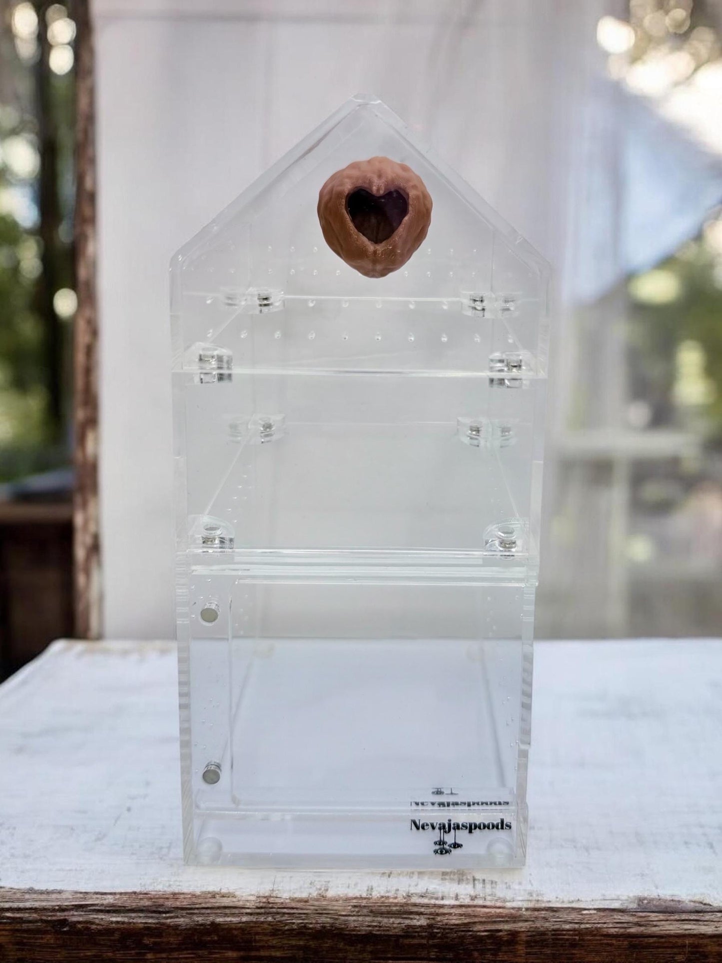 Walnut Hide | Jumping Spider Enclosure Decor