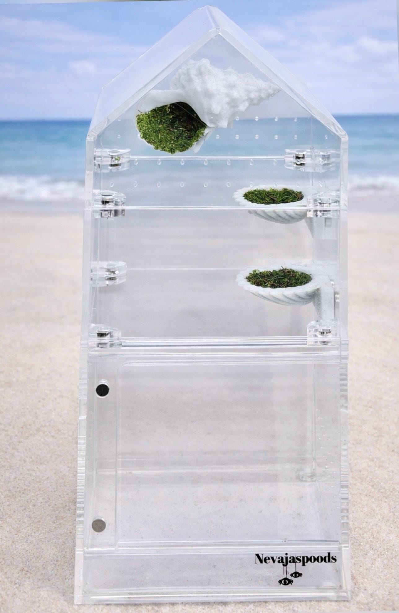 Set of 2 Seashell Jumping Spider Ledges | Spider Enclosure Decor | Spider Habitat Decor | Enclosure Decor