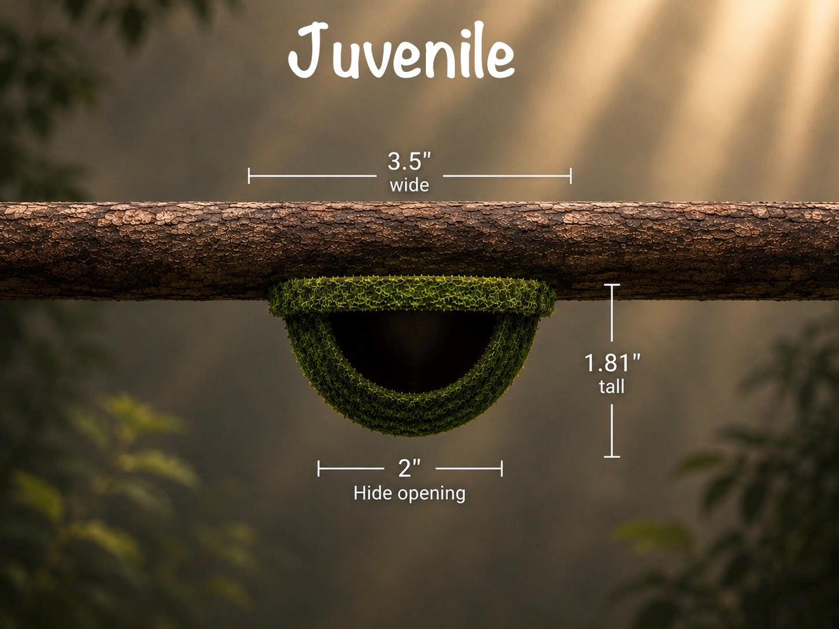 Arboreal Moss Hide for Small Reptiles, Amphibians & Spiders | Natural Terrarium Habitat Decor