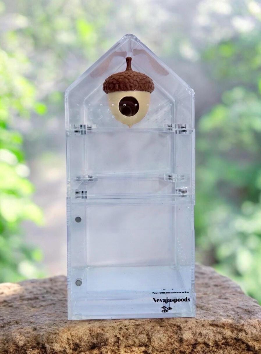 DISCOUNTED Acorn Hide
