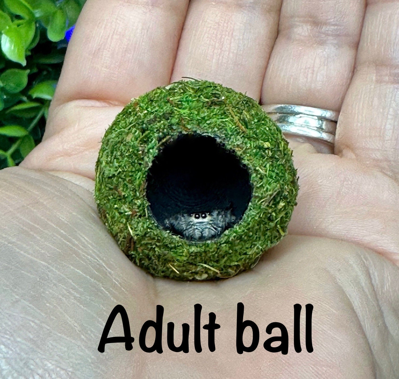 Moss Ball Hide for Jumping Spider | Jumping Spider Enclosure Decor