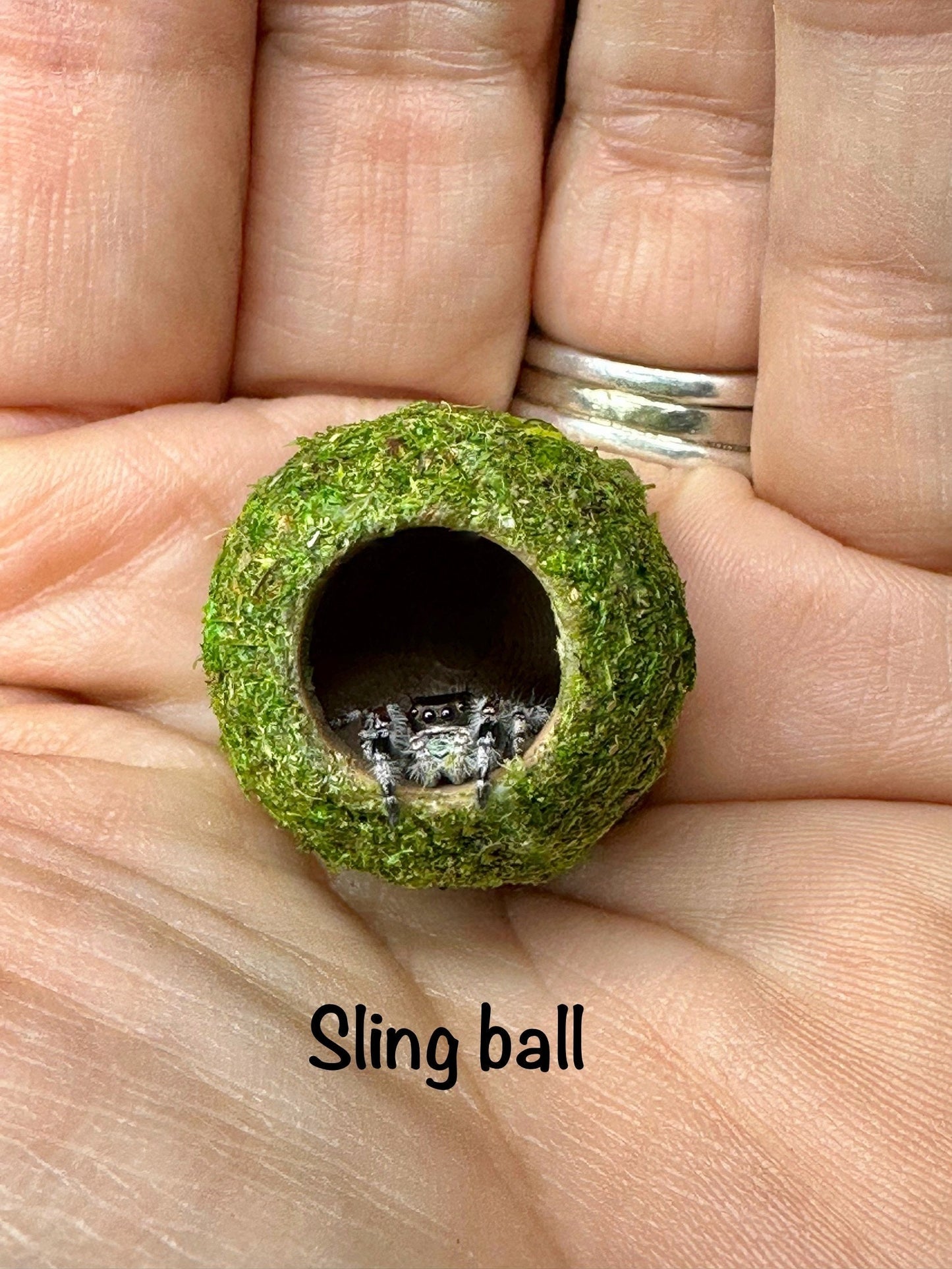Moss Ball Hide for Jumping Spider | Jumping Spider Enclosure Decor