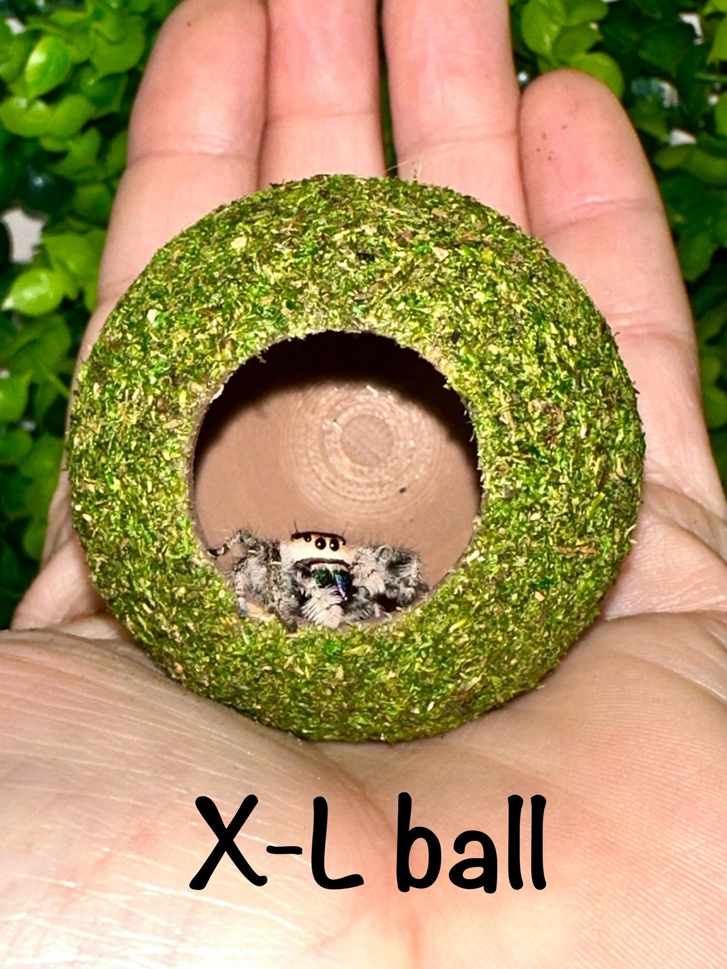 Moss Ball Hide for Jumping Spider | Jumping Spider Enclosure Decor