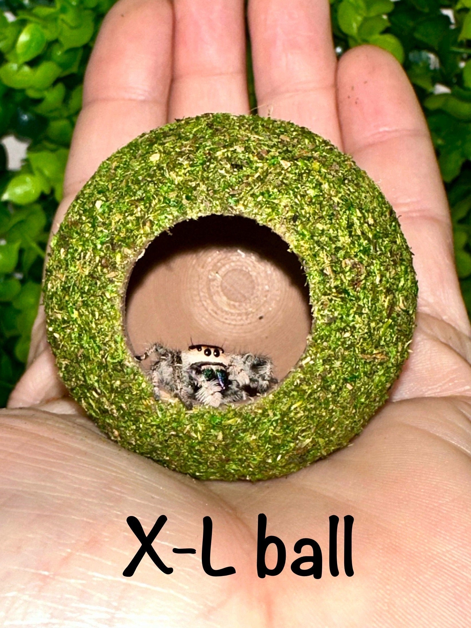 Moss Ball Hide for Jumping Spider | Jumping Spider Enclosure Decor