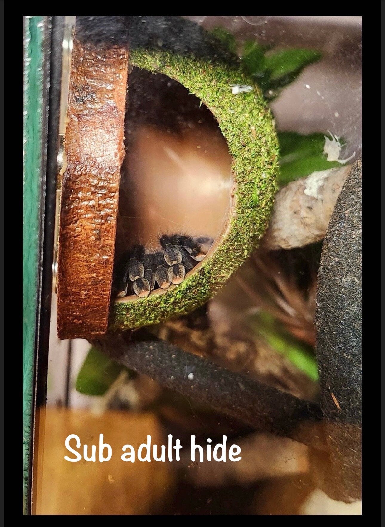 Arboreal Moss Hide for Small Reptiles, Amphibians & Spiders | Natural Terrarium Habitat Decor
