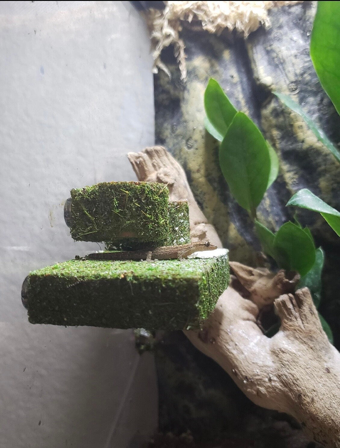 Terrarium Ledge for Small Reptiles, Amphibians & Spiders | Enclosure Habitat Accessory