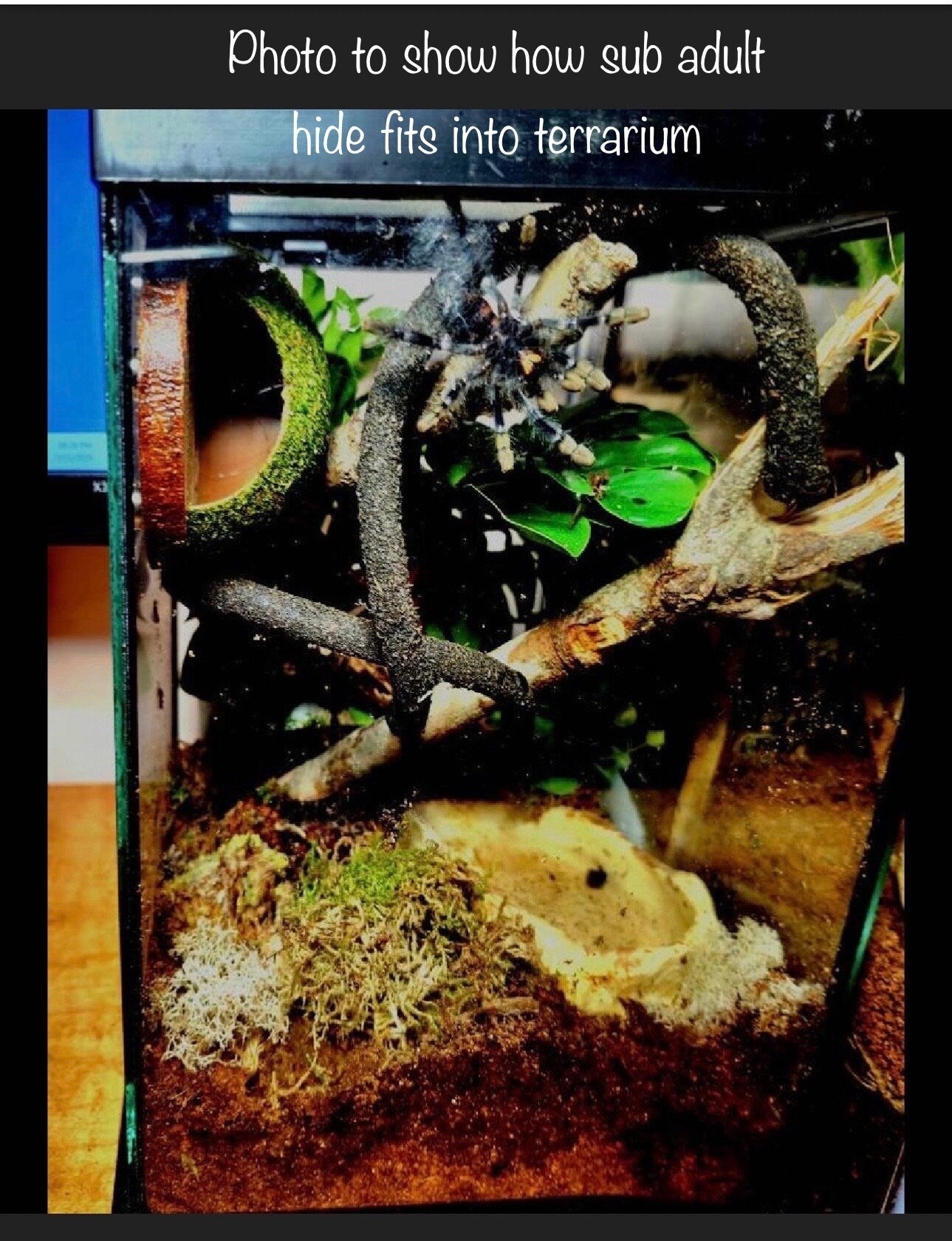 Arboreal Moss Hide for Small Reptiles, Amphibians & Spiders | Natural Terrarium Habitat Decor