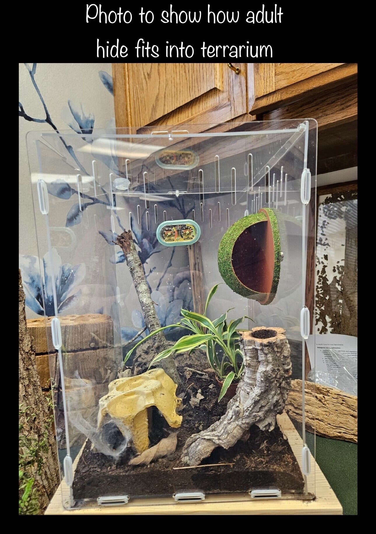 Arboreal Moss Hide for Small Reptiles, Amphibians & Spiders | Natural Terrarium Habitat Decor
