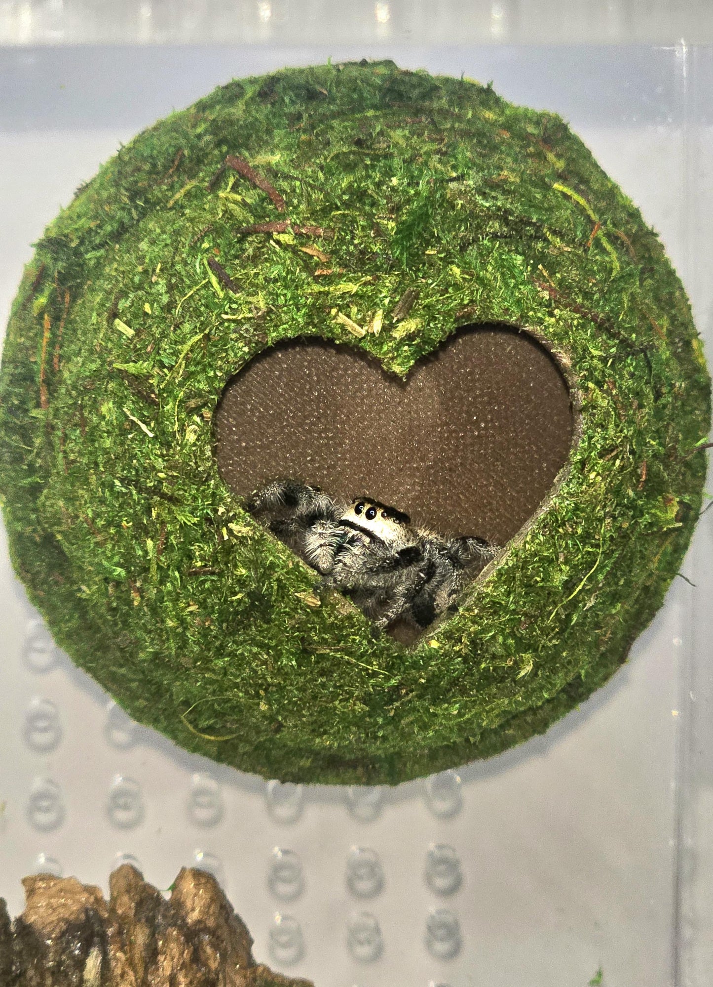 Moss Heart Dome Hide for Jumping Spider | Jumping Spider Enclosure Decor