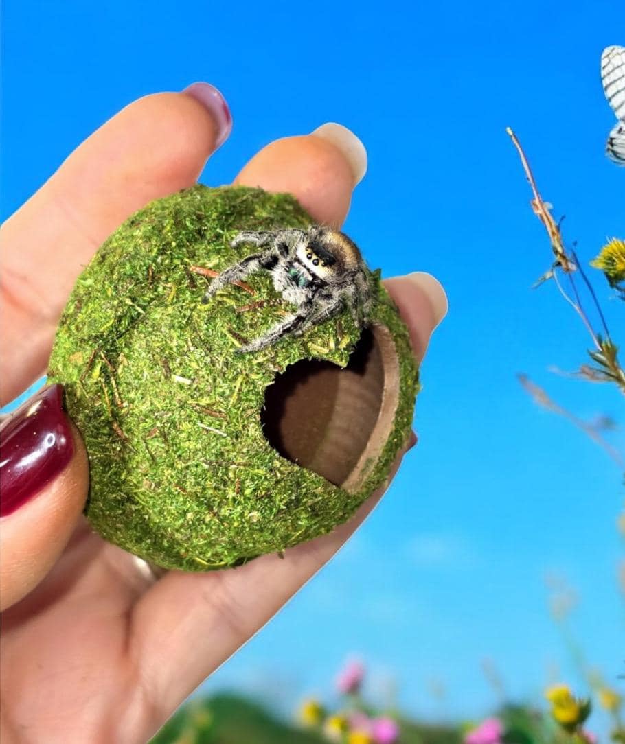 Moss Heart Dome Hide for Jumping Spider | Jumping Spider Enclosure Decor