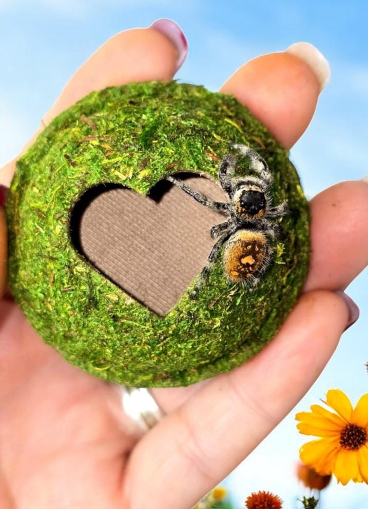 Moss Heart Dome Hide for Jumping Spider | Jumping Spider Enclosure Decor