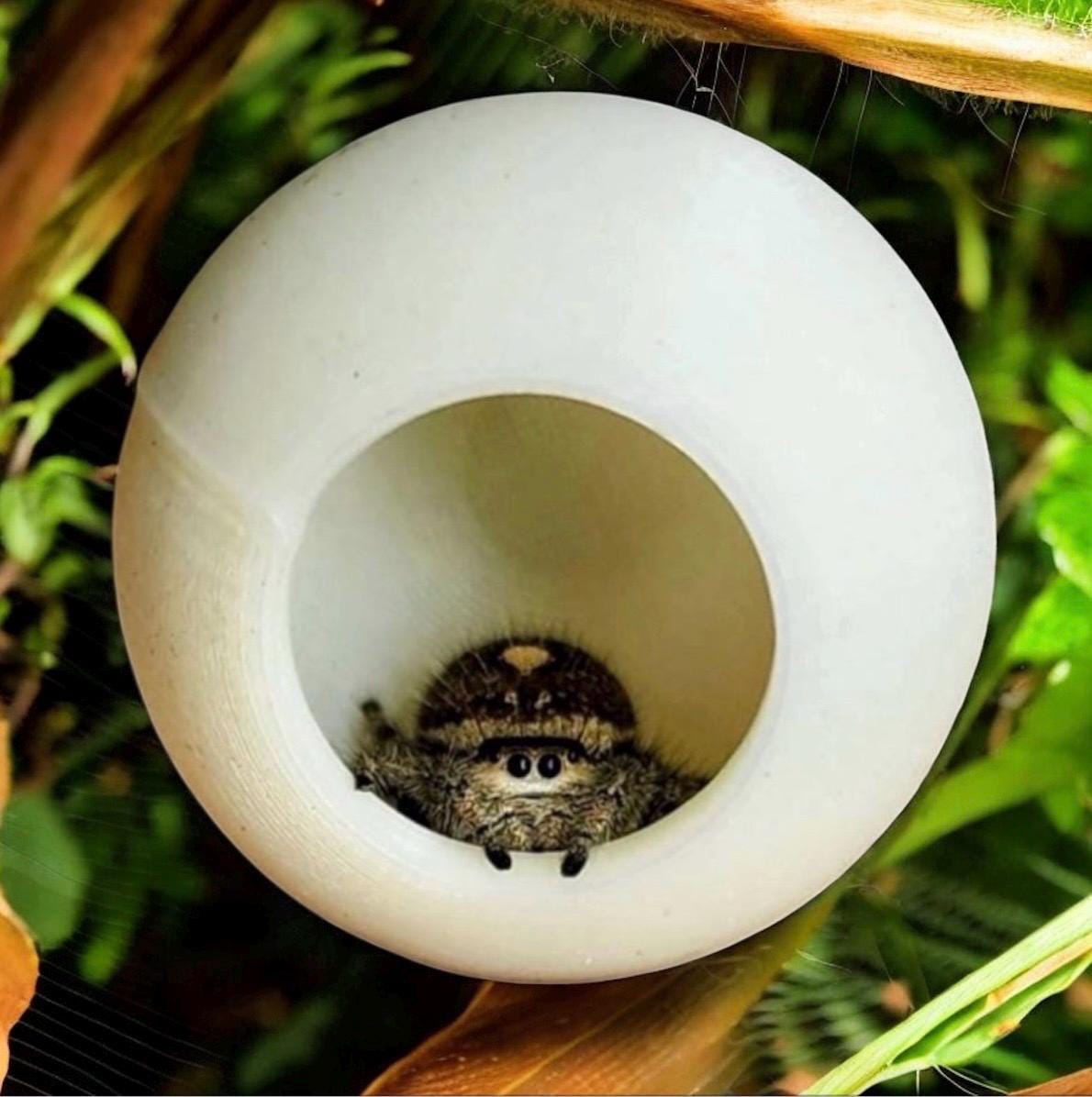 Ball Hide | Jumping Spider Enclosure Decor