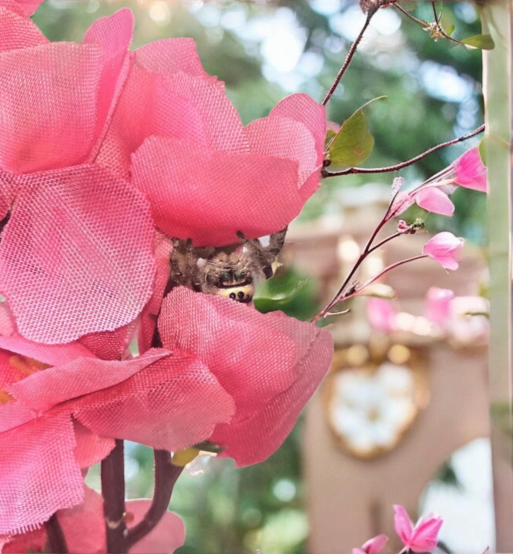 Cherry Blossom Hanging Spider Gym | Jumping Spider Exercise Playground | Spider Accessories