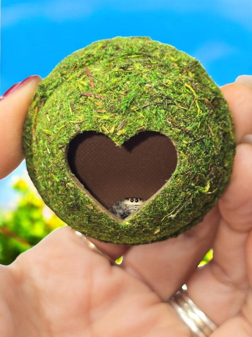 Moss Heart Dome Hide for Jumping Spider | Jumping Spider Enclosure Decor