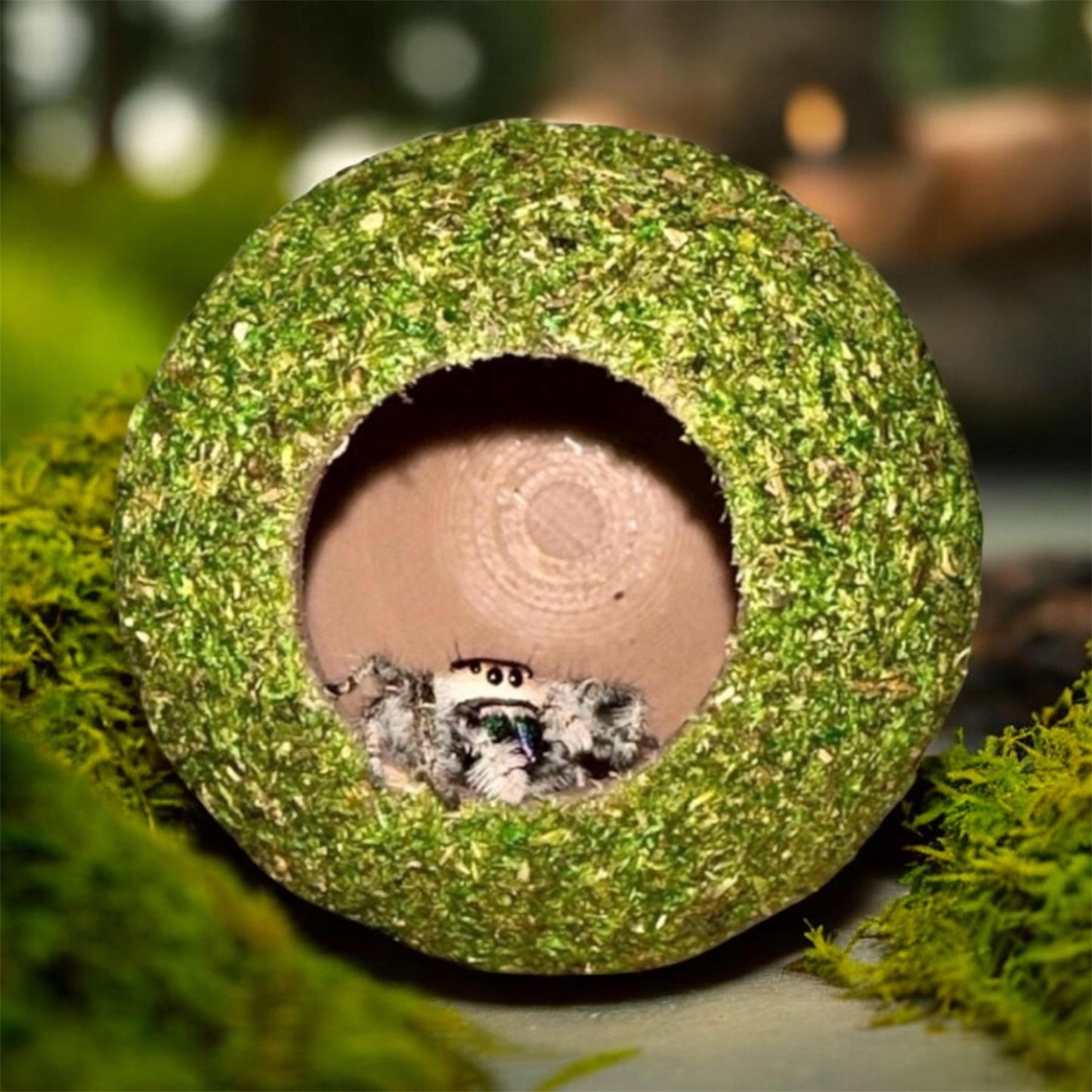 Moss Ball Hide for Jumping Spider | Jumping Spider Enclosure Decor