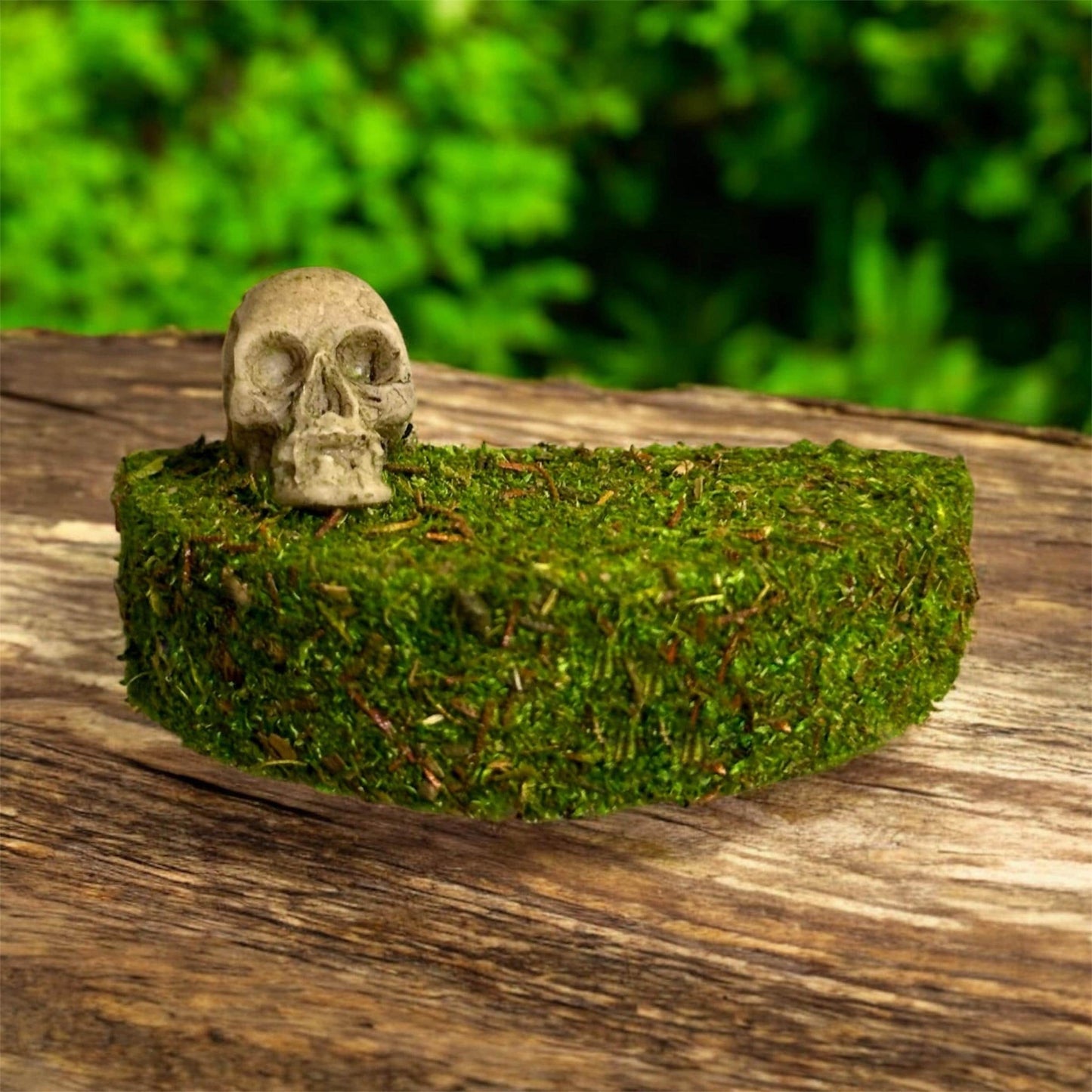 Mossy Ledge for Jumping Spider | Spider Enclosure Decor | Spider Habitat Decor | Enclosure Decor