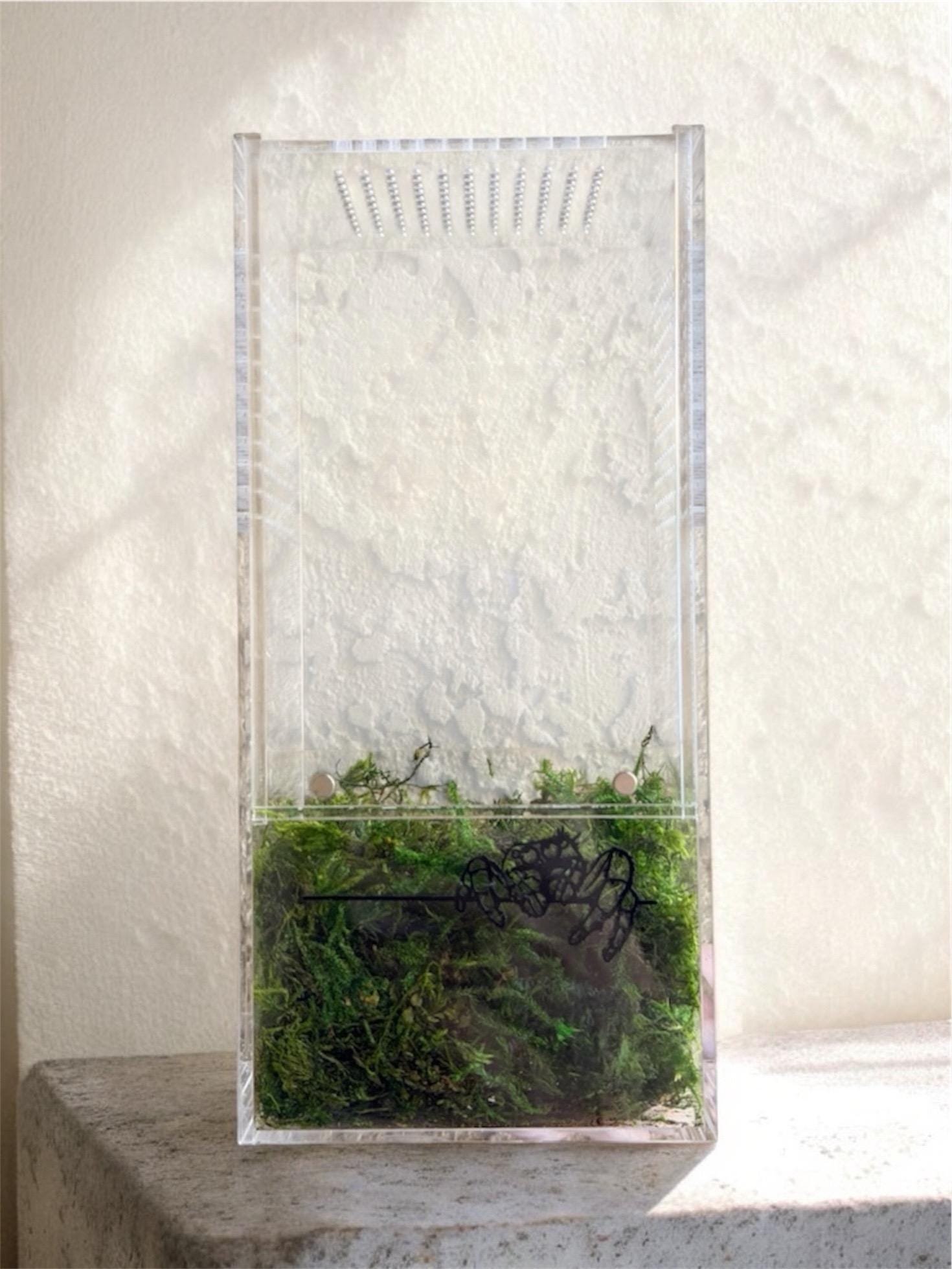 Terrarium Moss for Jumping Spider Enclosure | Spider Terrarium Substrate | Spider Habitat | Spider Enclosure Essentials