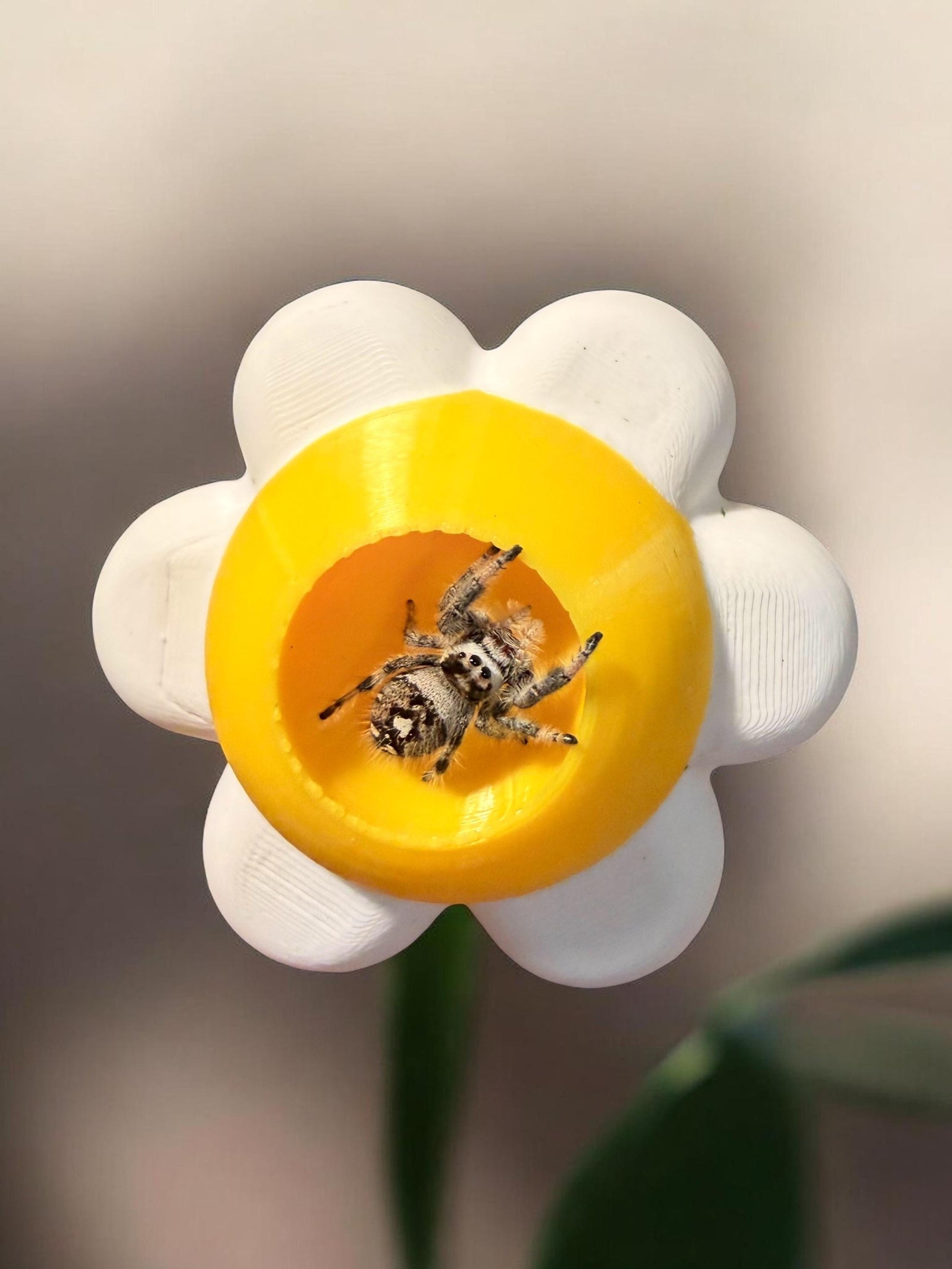 Daisy Decor Set for Jumping Spider | Spider Hide & Ledges | Jumping Spider Enclosure Accessories