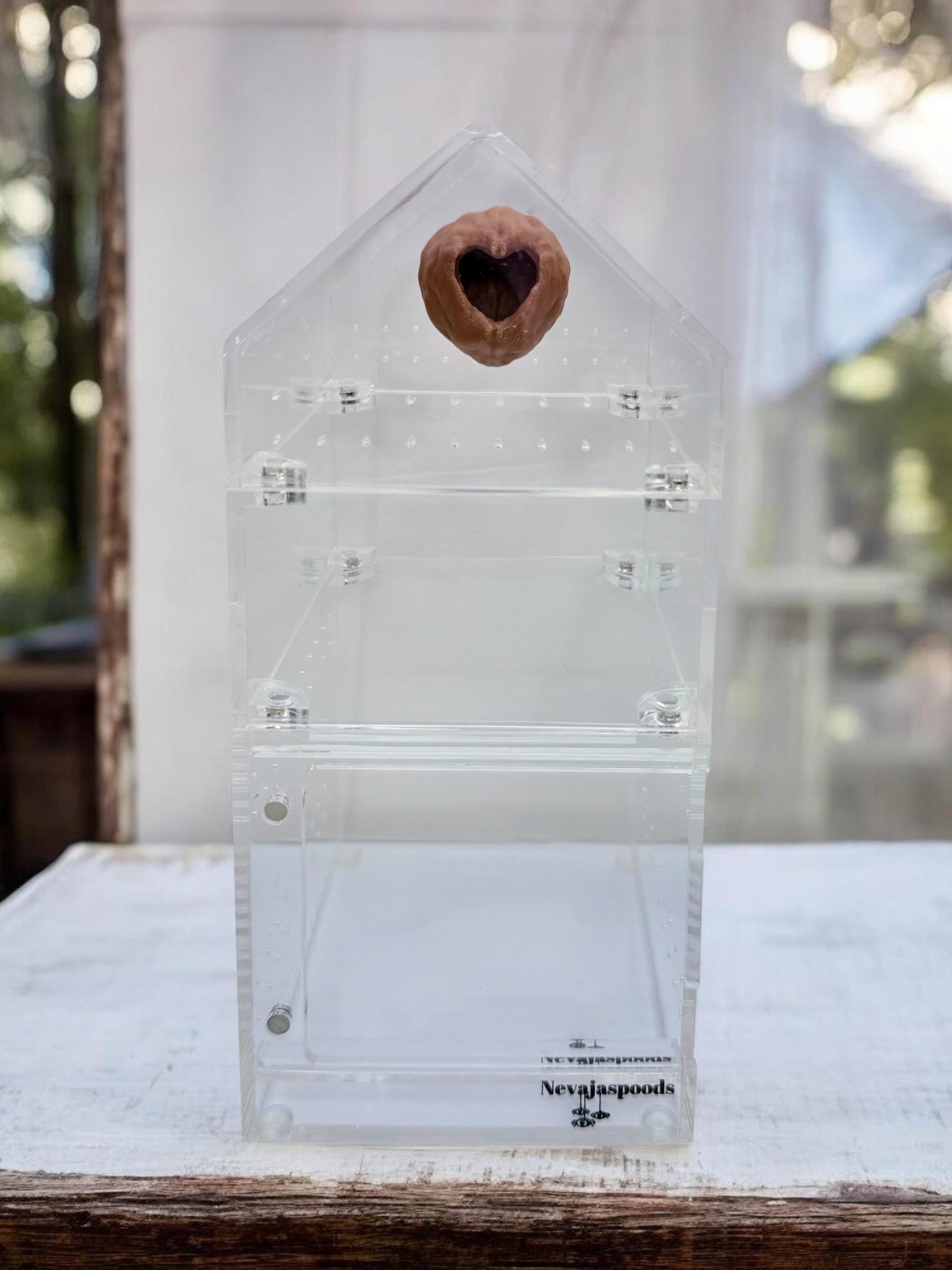 Walnut Hide | Jumping Spider Enclosure Decor