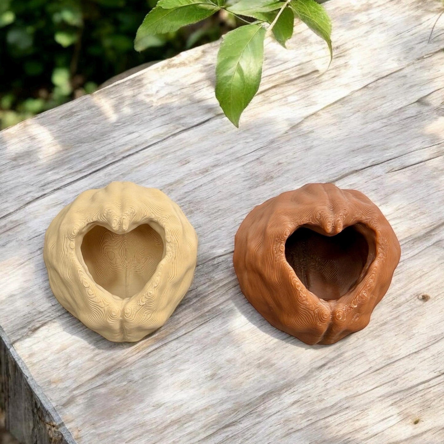 Walnut Hide | Jumping Spider Enclosure Decor