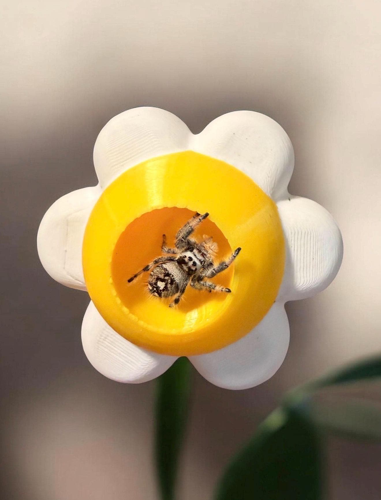 Daisy Hide | Jumping Spider Enclosure Decor