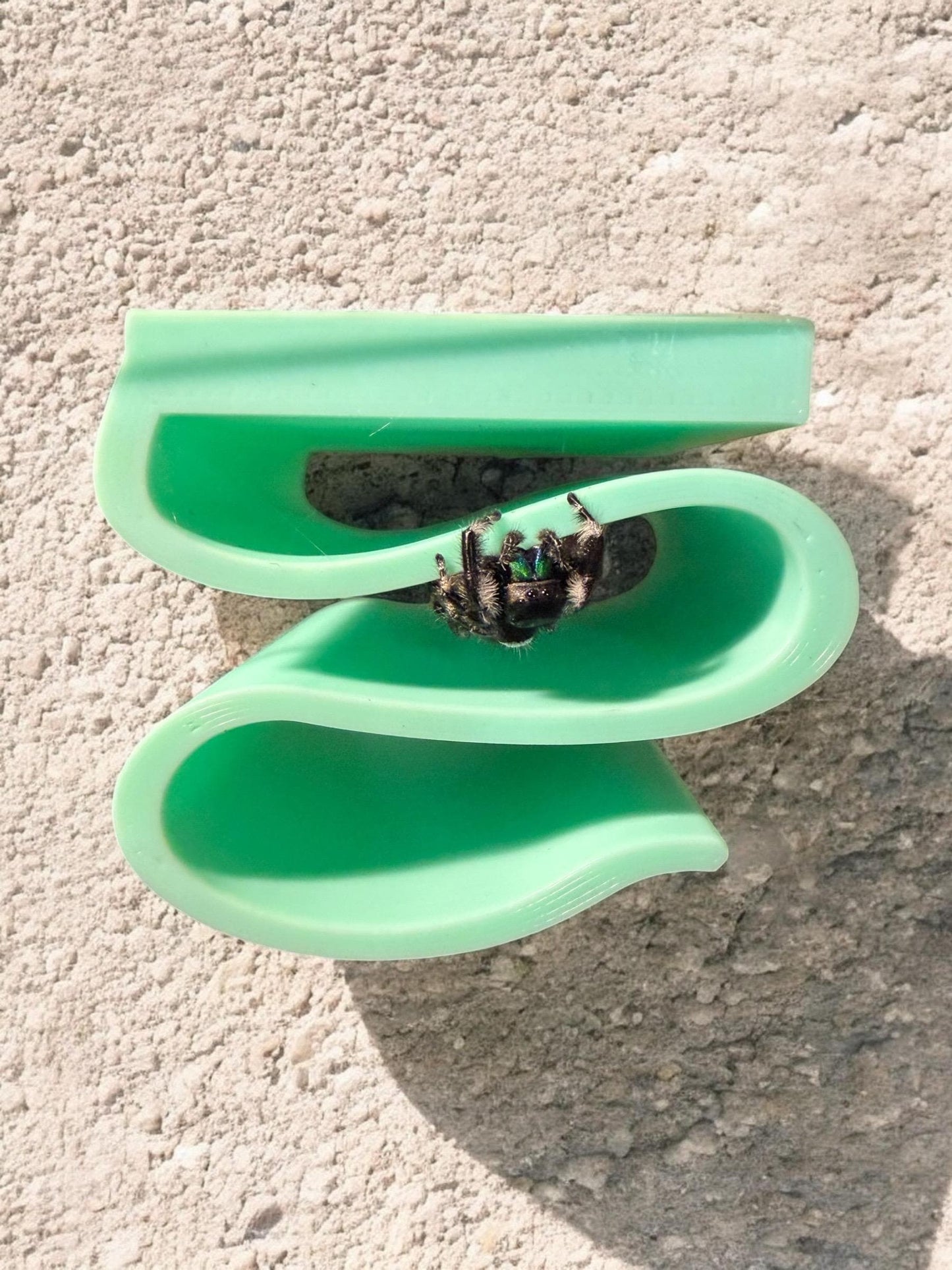 Infinity Hide | Jumping Spider Enclosure Decor