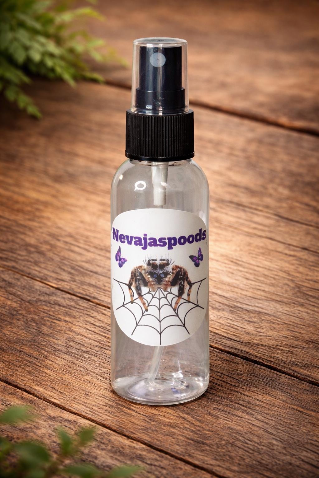 Jumping Spider Starter Kit | Spider Care Kit | Pet Spider Setup | Spider Enclosure Essentials