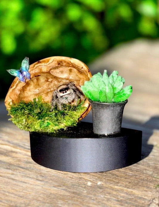 DISCOUNTED Walnut Lounge Ledge for Jumping Spider | Spider Enclosure Decor | Spider Habitat Decor | Enclosure Decor