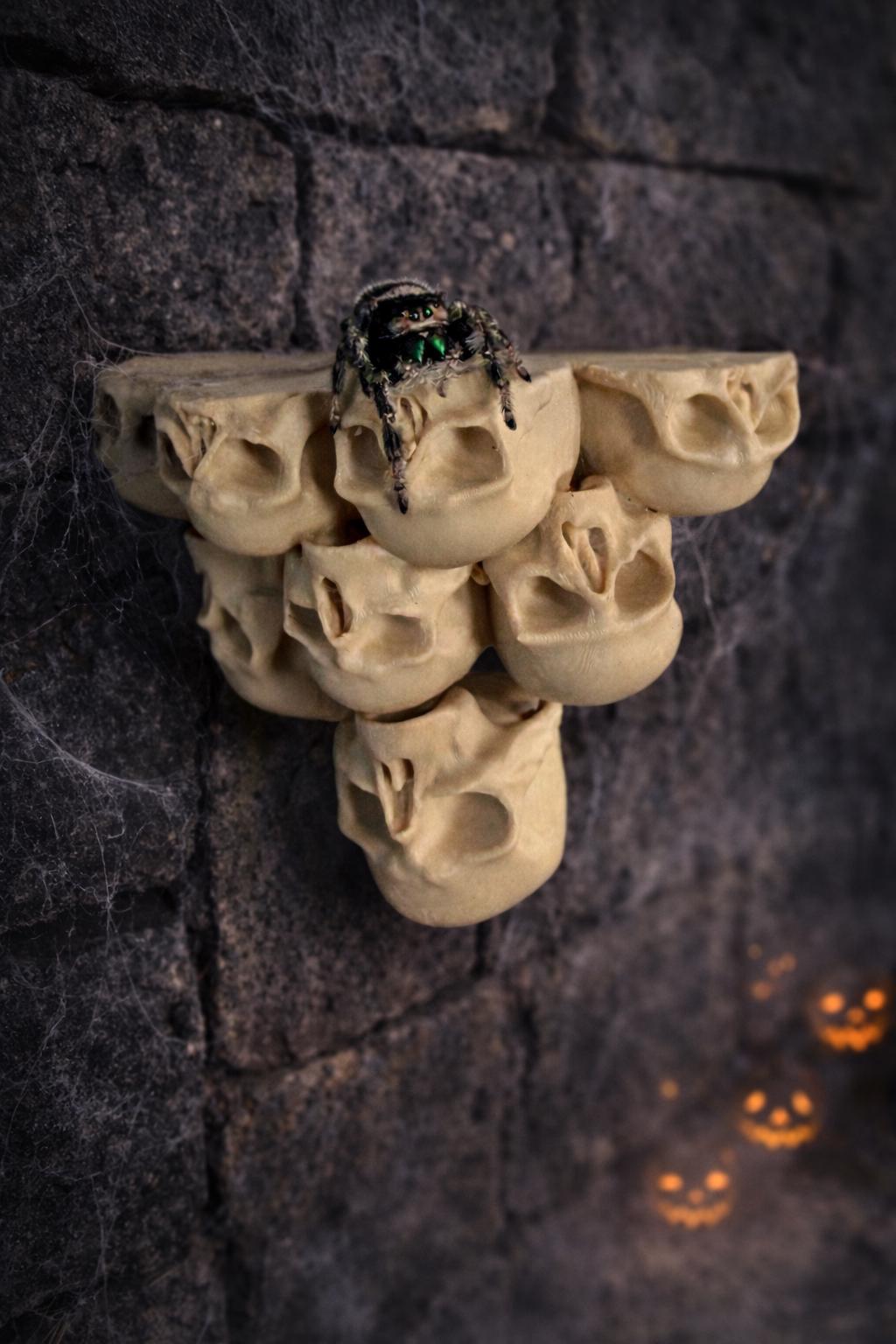 Skull Ledge for Jumping Spider | Spider Enclosure Decor | Spider Habitat Decor | Enclosure Decor