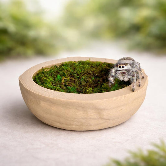 Walnut Ledge for Jumping Spider | Spider Enclosure Decor | Spider Habitat Decor | Enclosure Decor