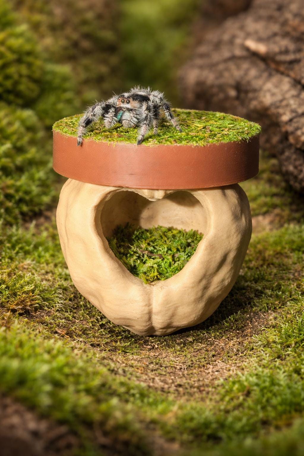 Walnut Hide Platform | Jumping Spider Enclosure Decor
