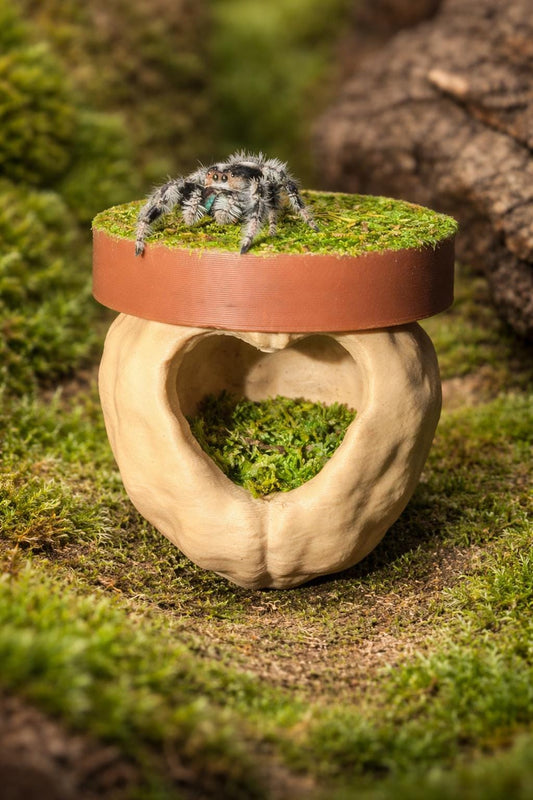 Walnut Hide Platform | Jumping Spider Enclosure Decor