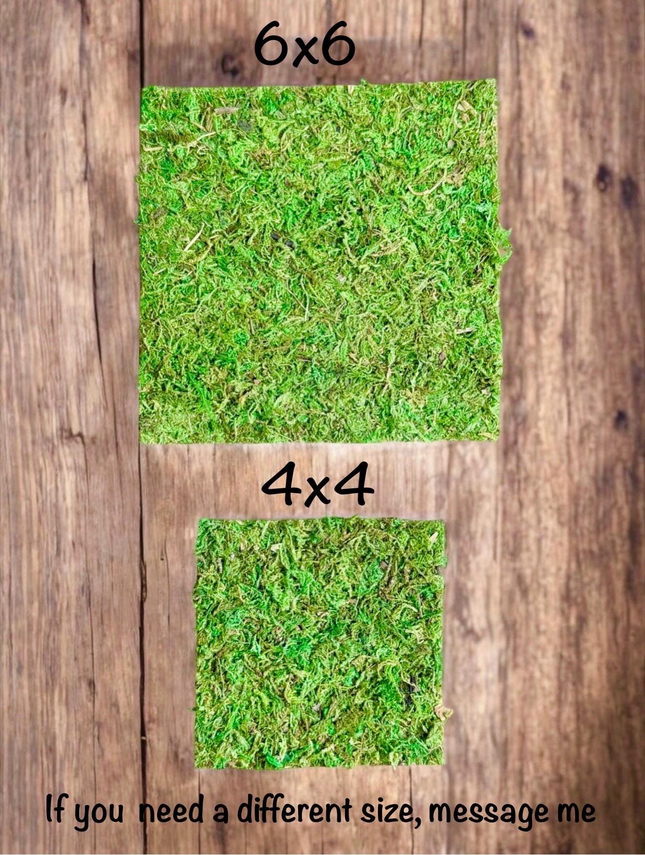 Sphagnum Moss Mat for Jumping Spider Enclosure | Spider Terrarium Substrate | Spider Habitat | Spider Enclosure Essentials