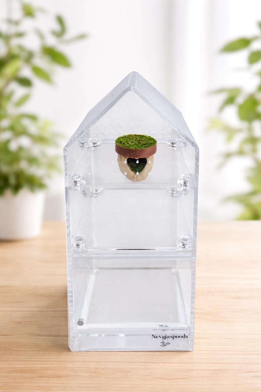 Walnut Hide Platform | Jumping Spider Enclosure Decor