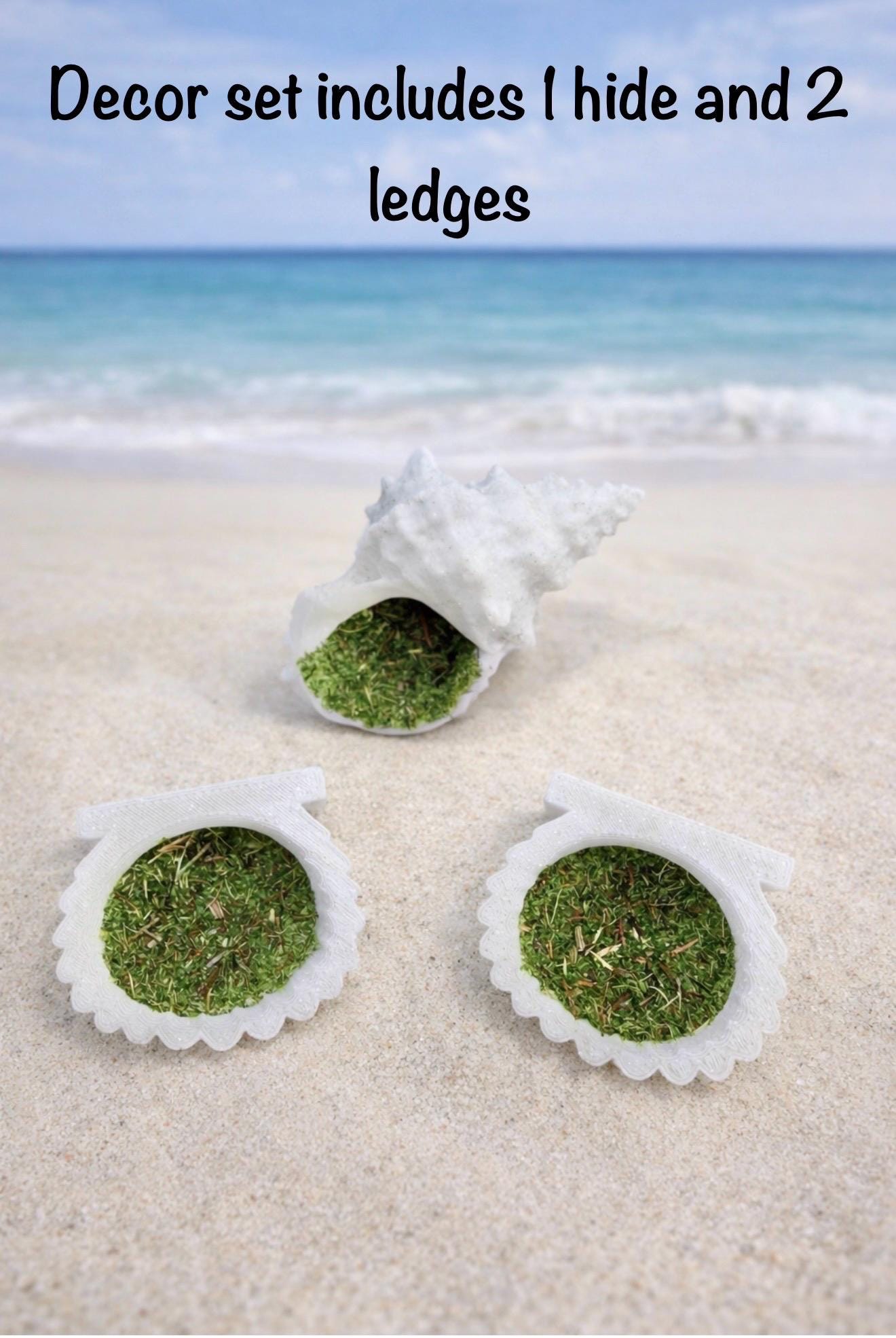 Seashell Decor Set for Jumping Spider | Spider Hide & Ledges | Jumping Spider Enclosure Accessories