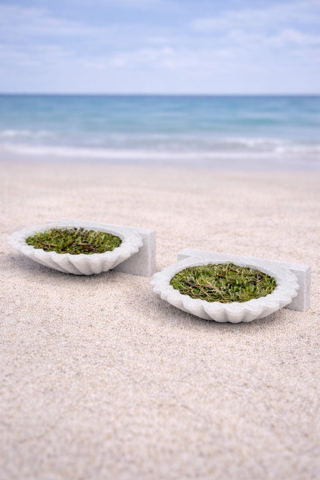 Set of 2 Seashell Jumping Spider Ledges | Spider Enclosure Decor | Spider Habitat Decor | Enclosure Decor