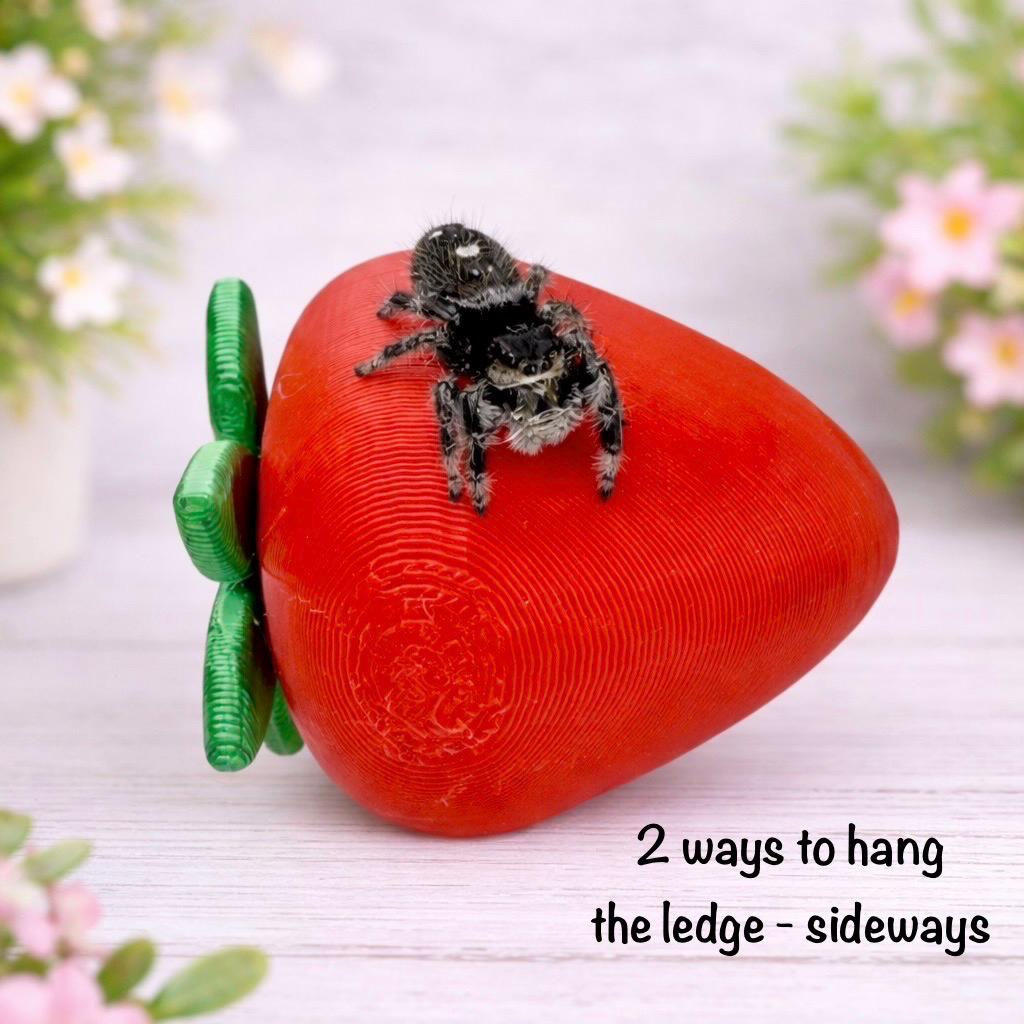 Strawberry Decor Set for Jumping Spider | Spider Hide & Ledges | Jumping Spider Enclosure Accessories