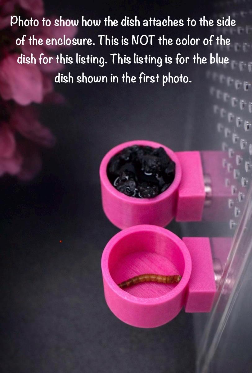 DISCOUNTED Jumping Spider Feeder Dishes | Spider Feeding Bowls | Enclosure Accessory
