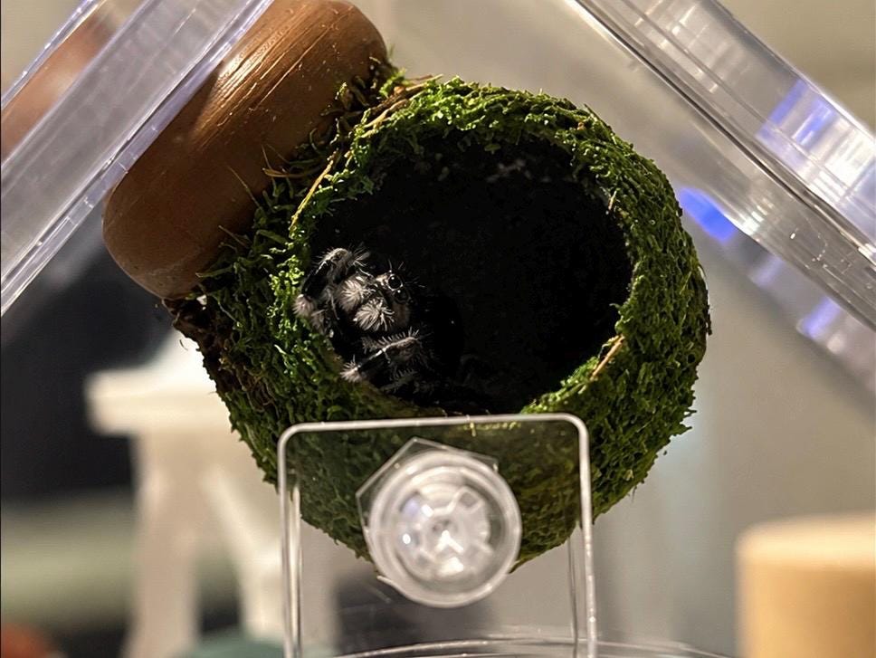 Cocoon Hide | Jumping Spider Enclosure Decor