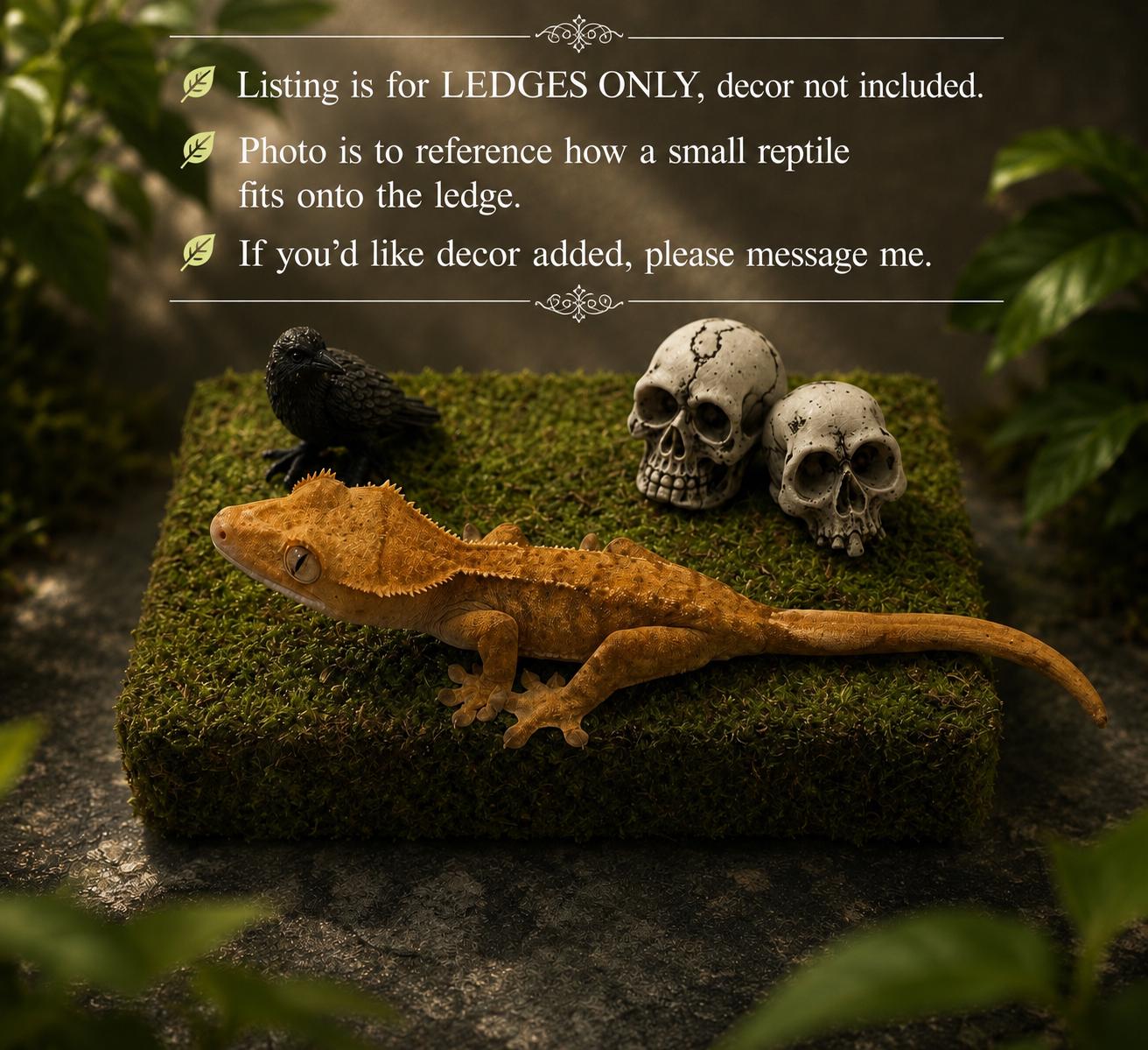Terrarium Ledge for Small Reptiles, Amphibians & Spiders | Enclosure Habitat Accessory