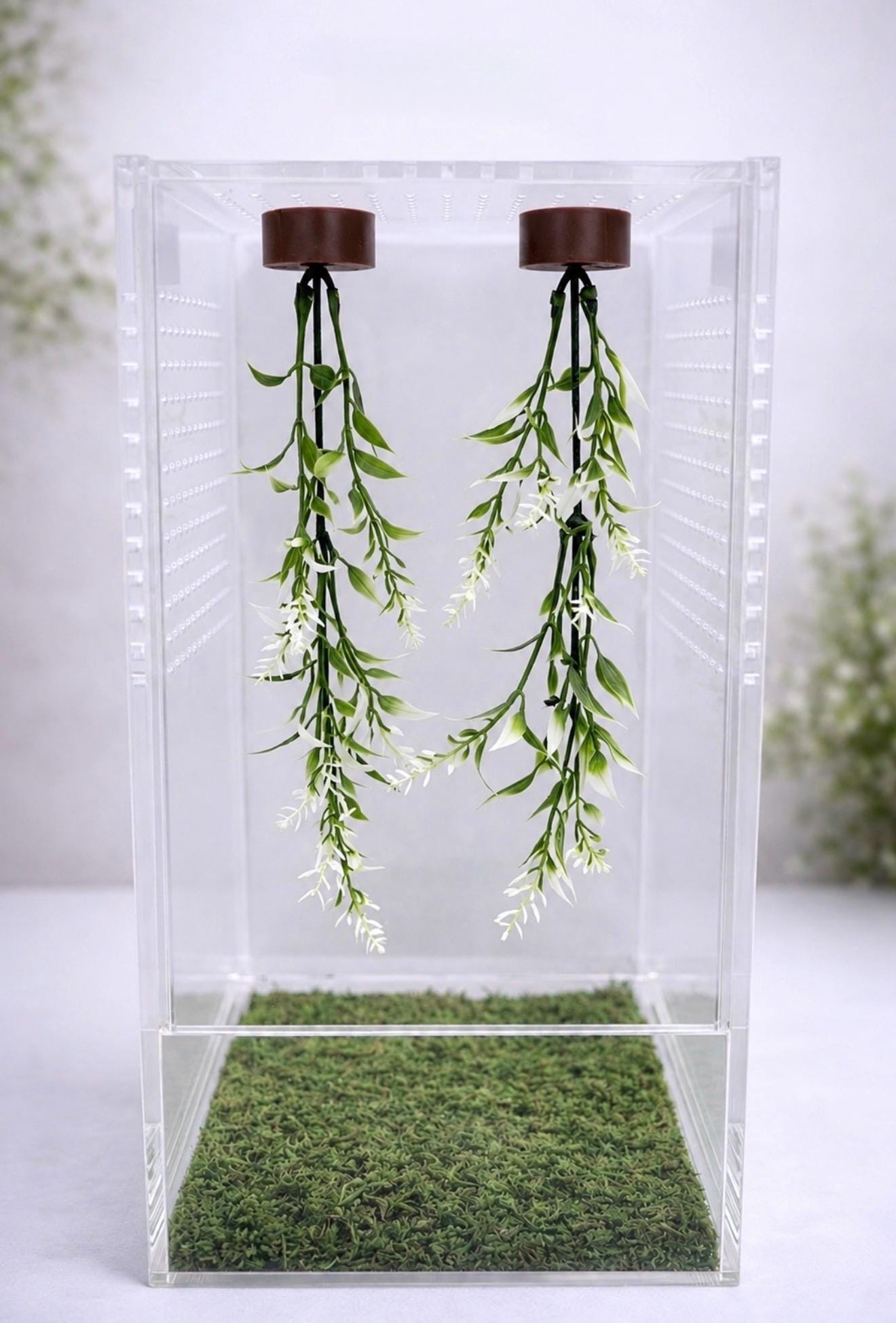 Set of 2 Hanging Plant Jumping Spider Playground | Hanging Gym | Enrichment Toy