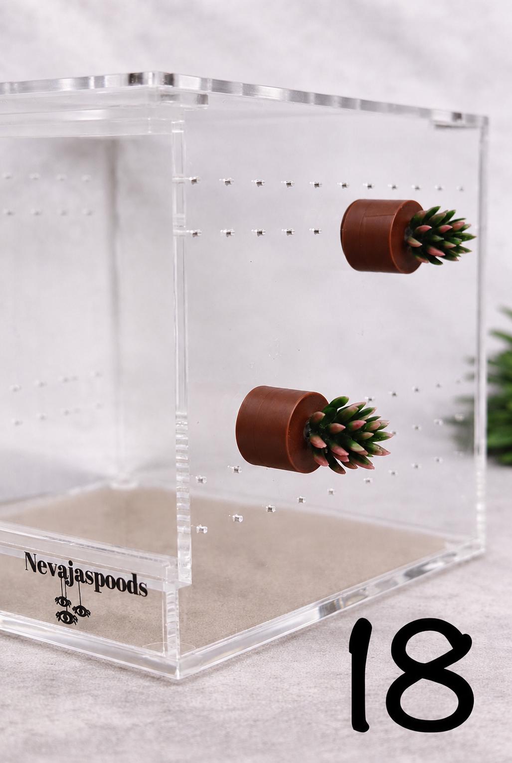 Set of 2 Bush/Succulent Ledges for Jumping Spider | Enrichment Toy