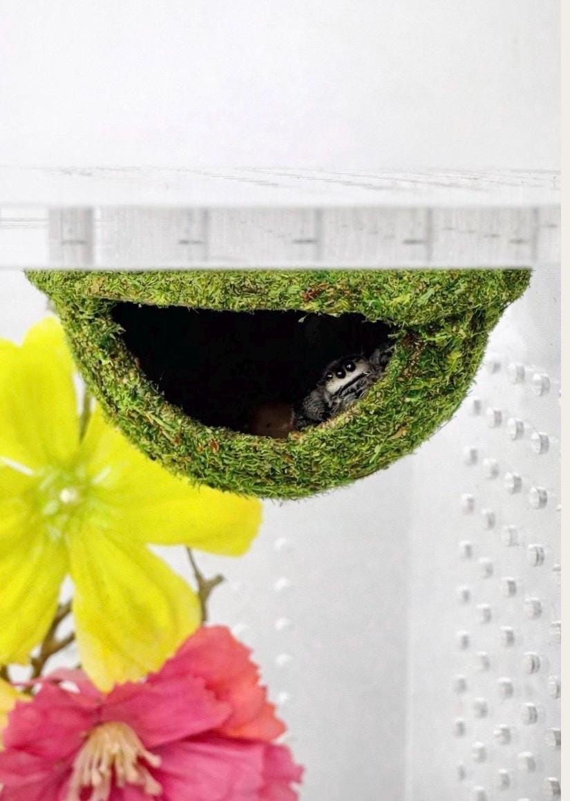 Hanging Moss Hide for Jumping Spider | Jumping Spider Enclosure Decor