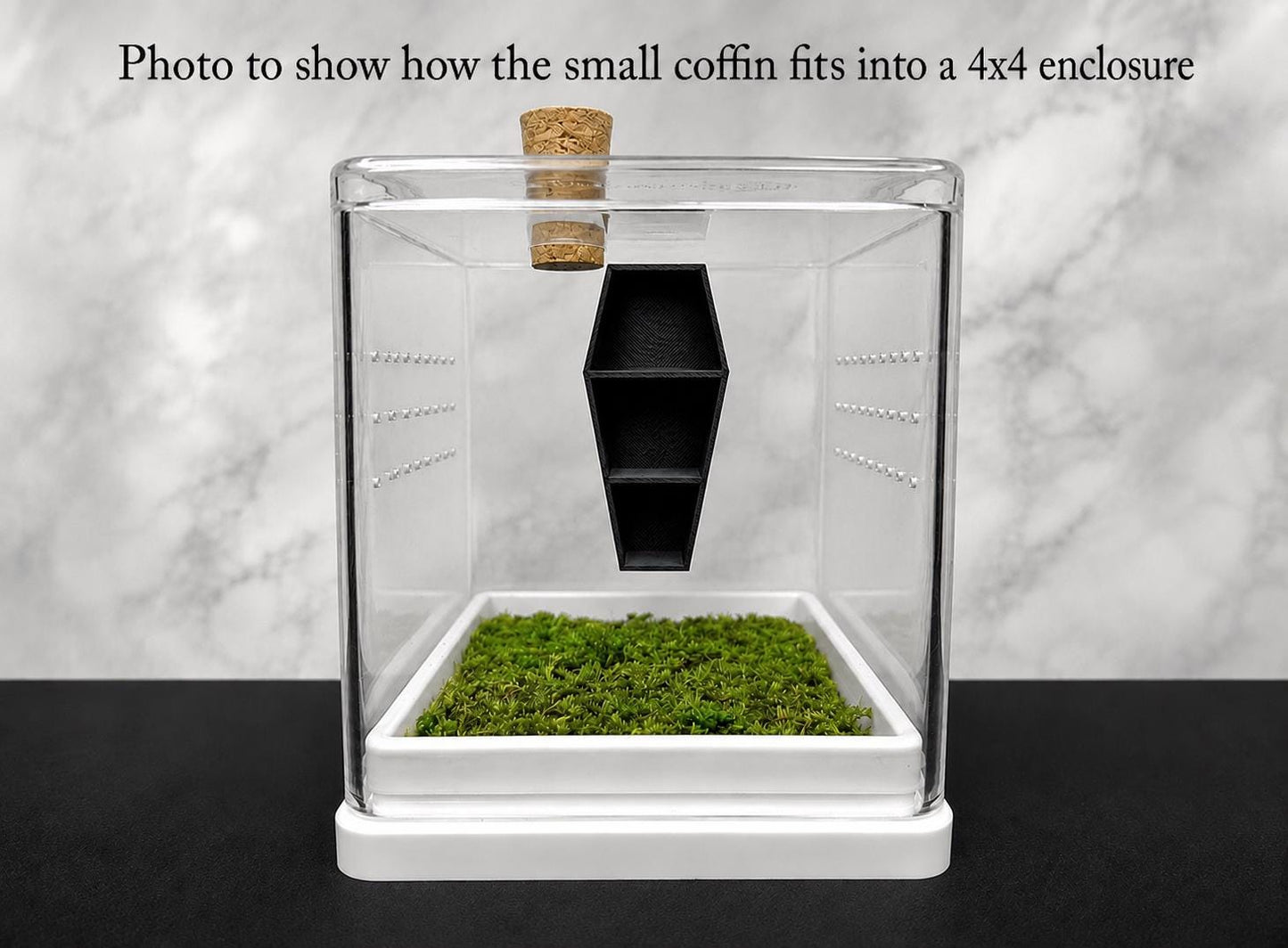 Coffin Shelf for Jumping Spider | Undecorated – 3 Sizes