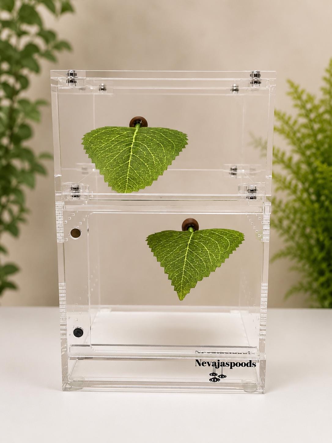 Set of 2 Leaf Ledge for Jumping Spider | Spider Enclosure Decor | Spider Habitat Decor | Enclosure Decor