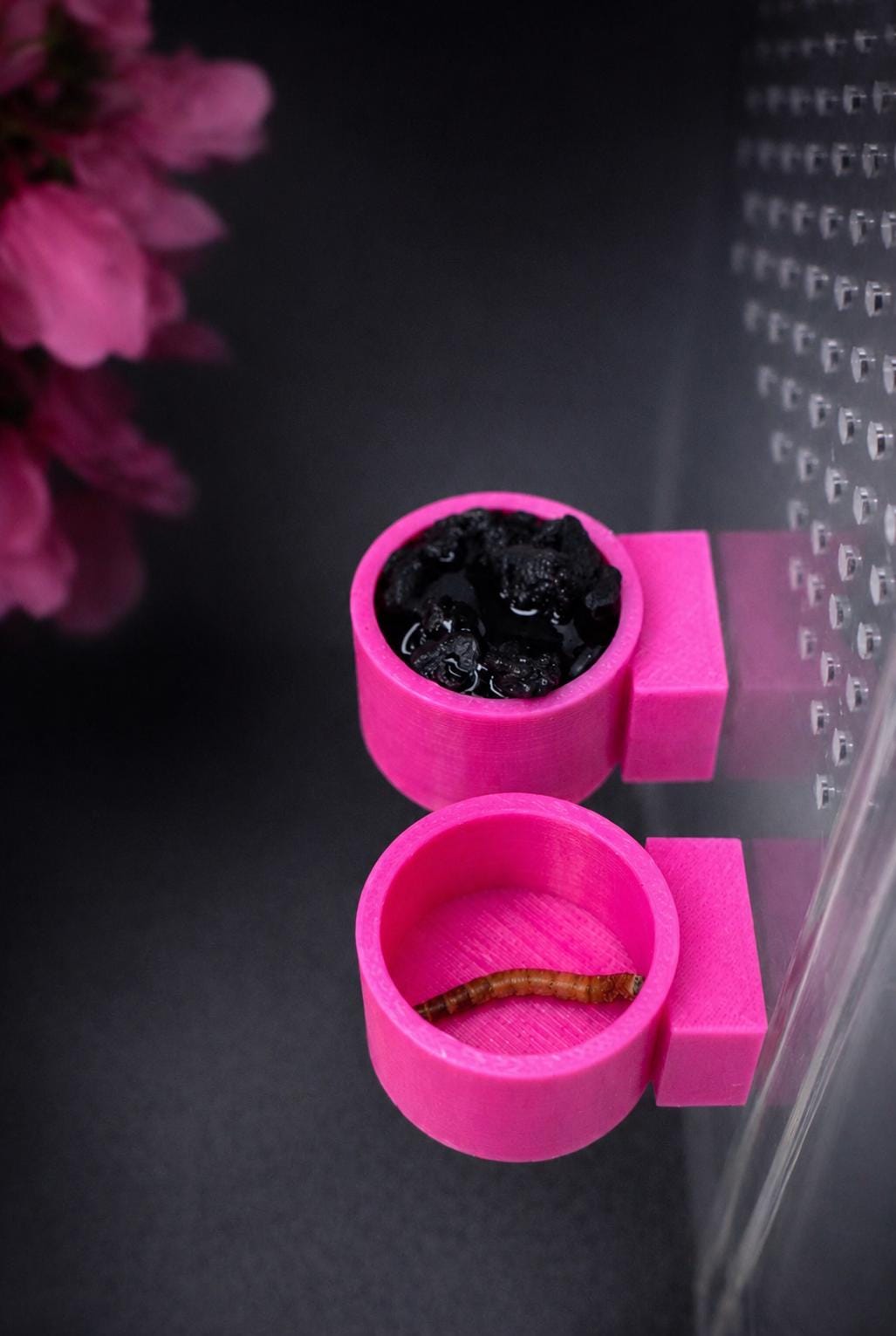 Jumping Spider Feeder Dishes | Spider Feeding Bowls | 41 Color Choices | Enclosure Accessory