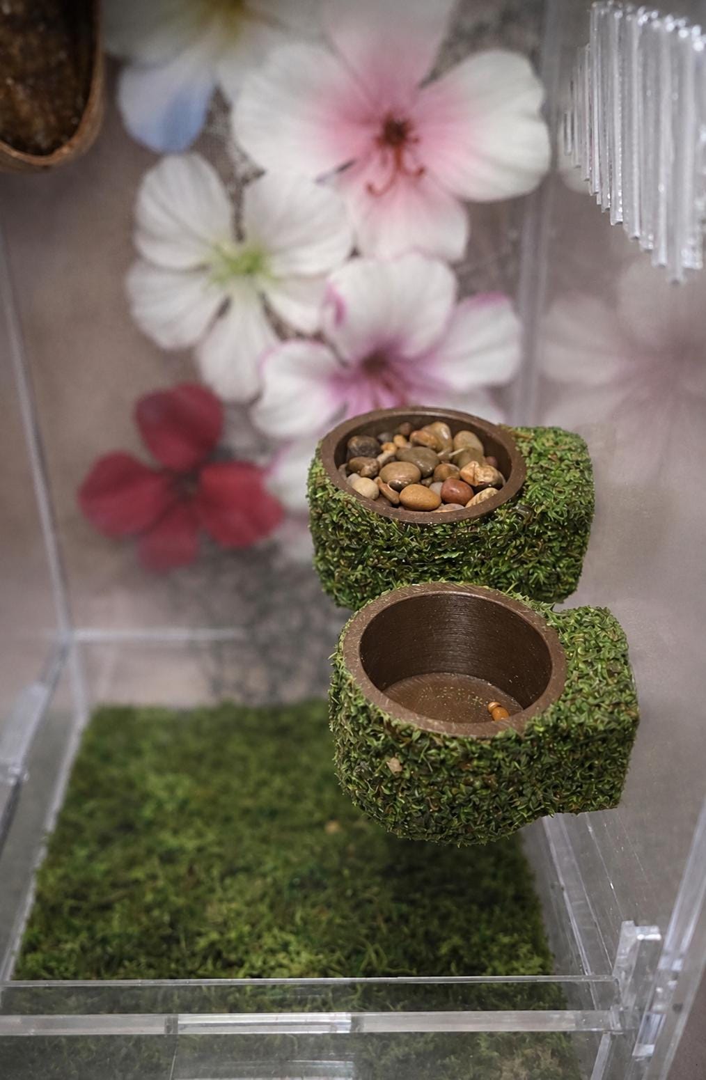 Mossy Jumping Spider Feeder Dishes | Spider Feeding Bowls | Enclosure Decor Accessory