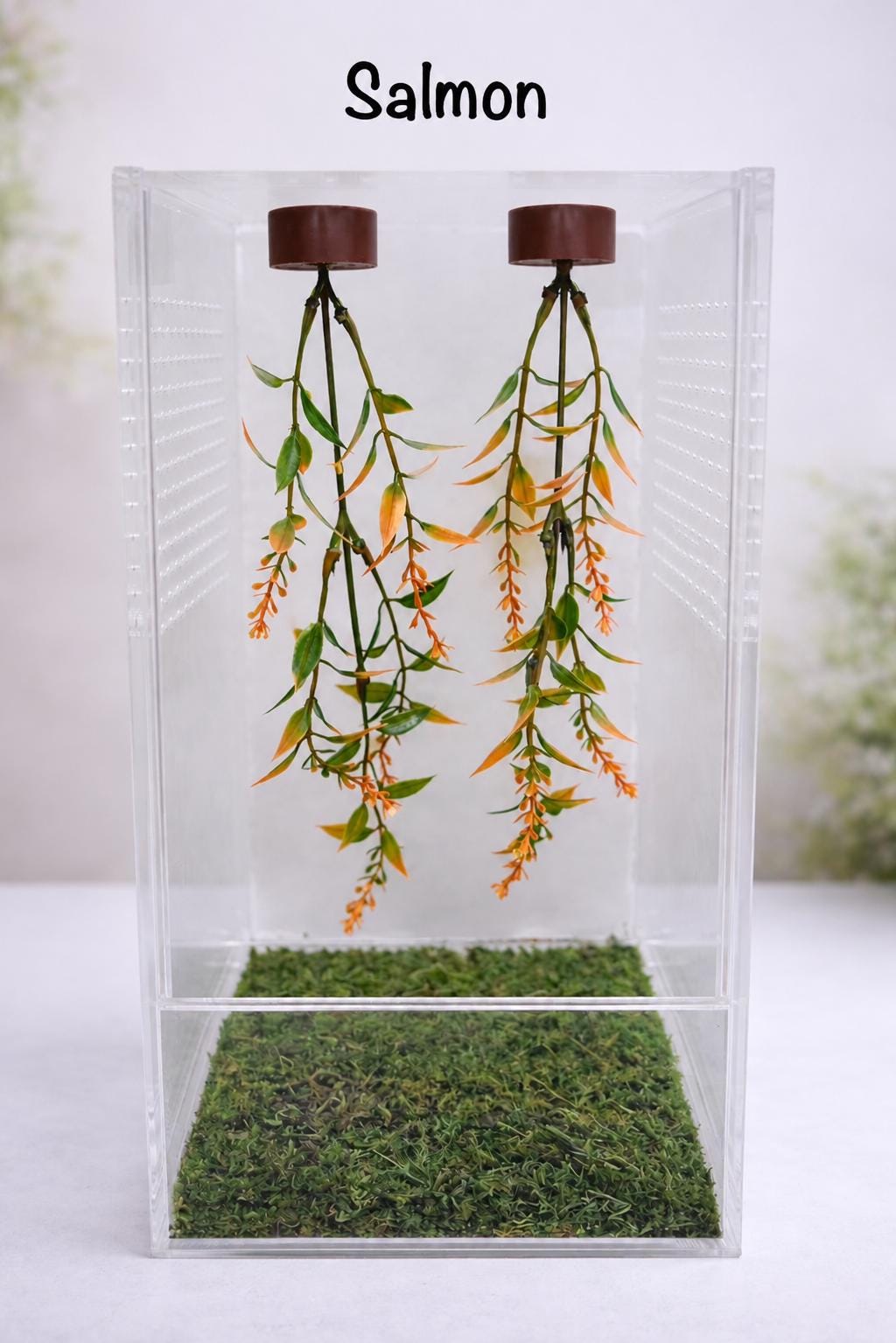 Set of 2 Hanging Plant Jumping Spider Playground | Hanging Gym | Enrichment Toy