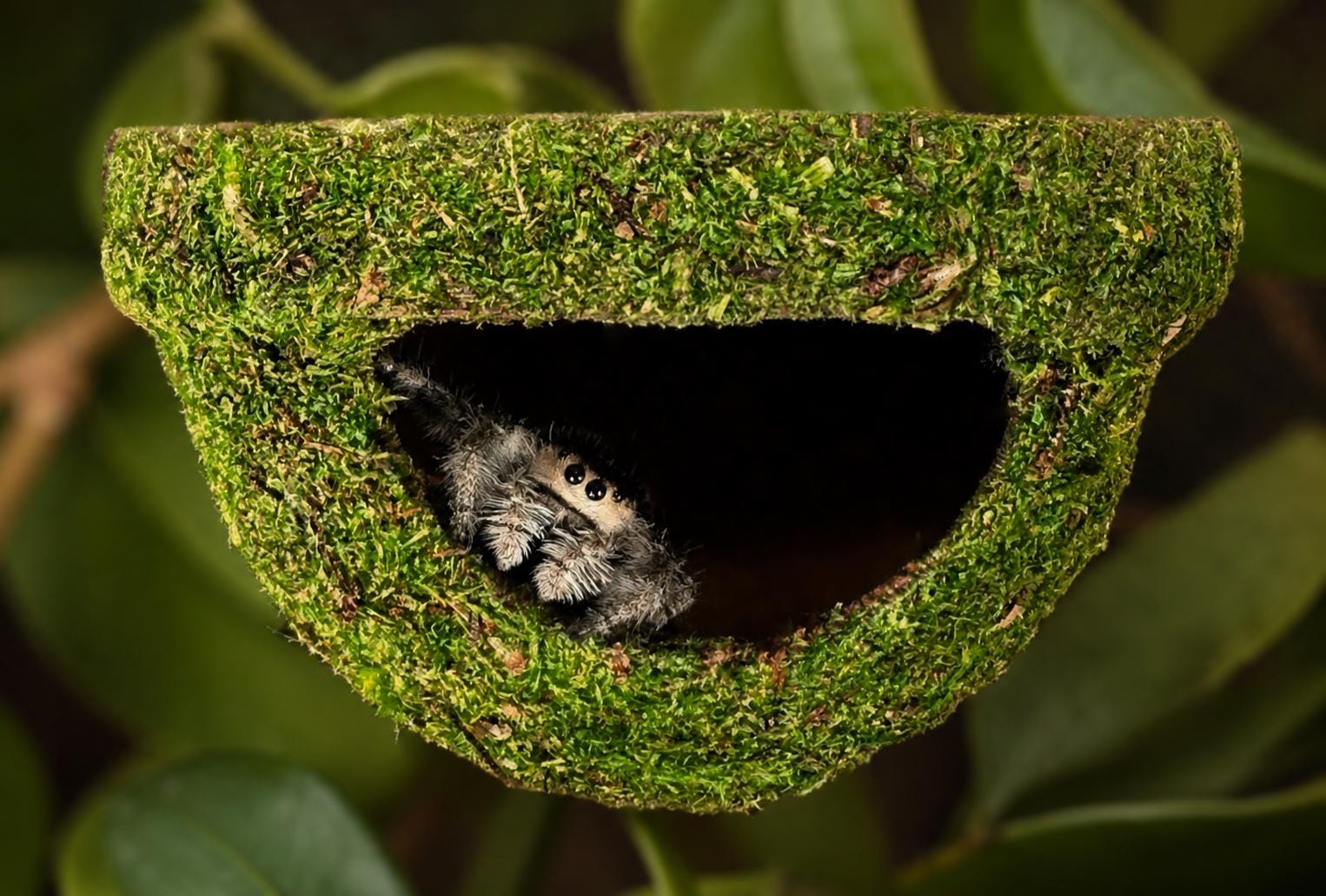 Hanging Moss Hide for Jumping Spider | Jumping Spider Enclosure Decor